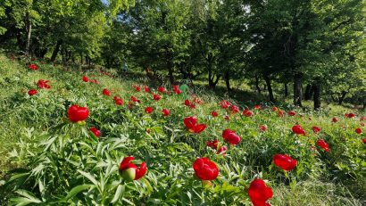 REPORTAJ | Bujorii dobrogeni de la Enisala – un adevărat festival al naturii!