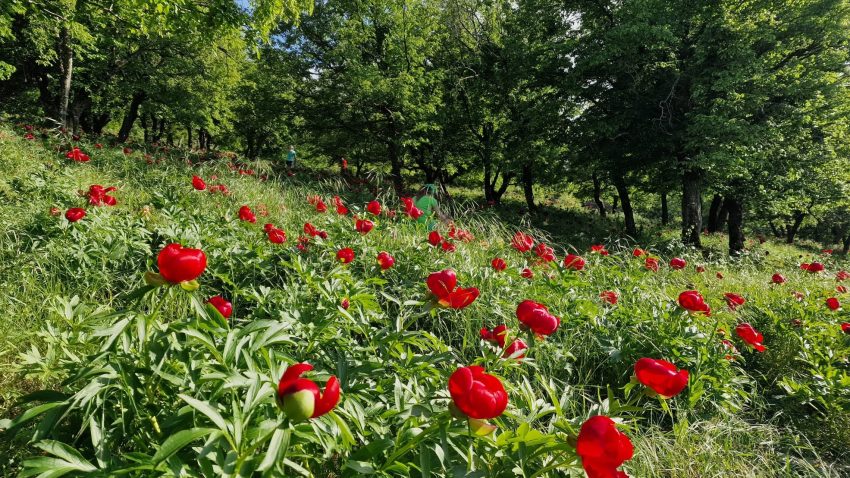 REPORTAJ | Bujorii dobrogeni de la Enisala – un adevărat festival al naturii!