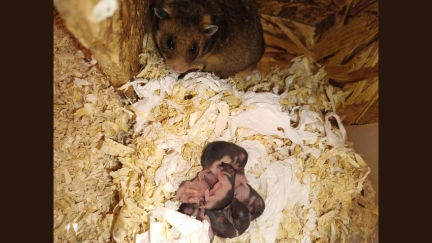 SOR: Pe 13 mai, s-au născut primii 7 pui de hamster dobrogean din generația 2026