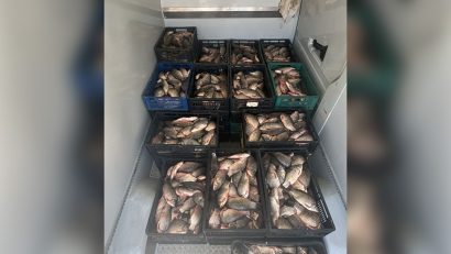 Județul CONSTANȚA: Aproape 800 de kg de pește capturat ilegal, descoperit de către polițiștii de frontieră