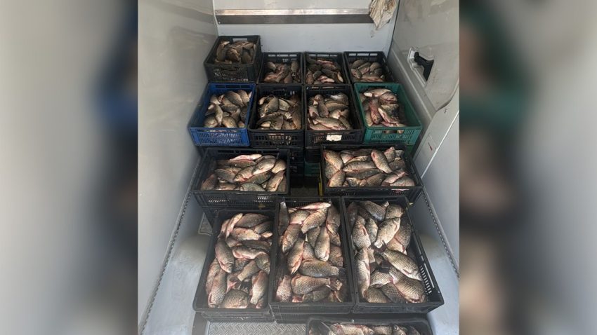 Județul CONSTANȚA: Aproape 800 de kg de pește capturat ilegal, descoperit de către polițiștii de frontieră