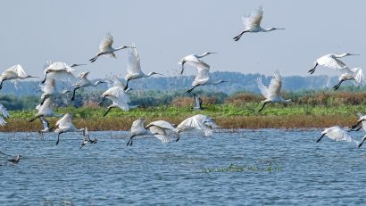 21 mai – Ziua Europeană Natura 2000. Delta Dunării, parte a celei mai mari rețele de arii protejate din lume