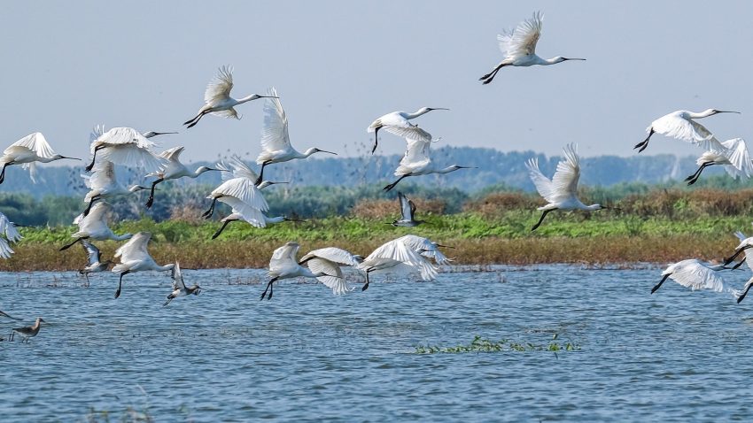 21 mai – Ziua Europeană Natura 2000. Delta Dunării, parte a celei mai mari rețele de arii protejate din lume