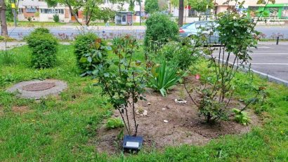 CONSTANȚA: Acțiuni de deratizare în toate zonele orașului