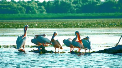 TULCEA: Turele de birdwatching și fotografie în Deltă, tot mai căutate