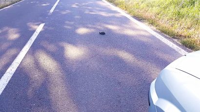 Alertă ARBDD pentru șoferi în județul TULCEA: Atenție la țestoasele care traversează șoselele!