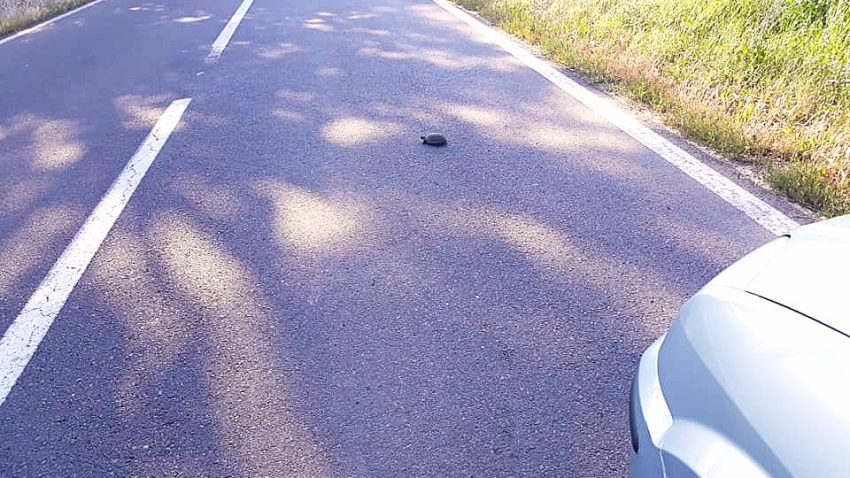 Alertă ARBDD pentru șoferi în județul TULCEA: Atenție la țestoasele care traversează șoselele!