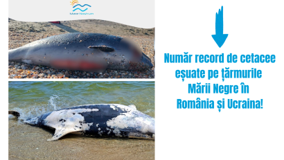 Peste 80 de delfini eșuați au fost găsiți pe plajele litoralului românesc, de la începutul anului!