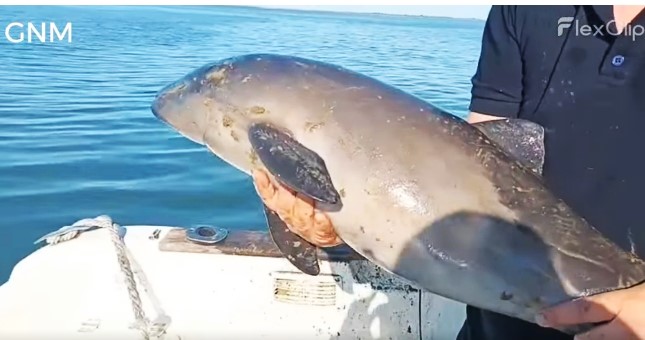 Controale GNM în Delta Dunării: Delfini și un sturion capturați în plasele braconierilor