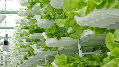 AUDIO | Fermele verticale, soluția inovatoare pentru agricultura viitorului