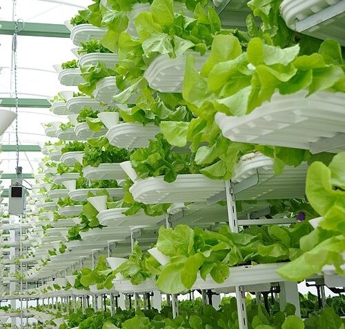 AUDIO | Fermele verticale, soluția inovatoare pentru agricultura viitorului