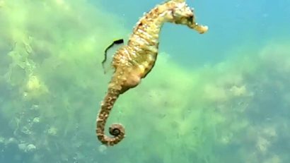 Fenomenul de upwelling, tot mai frecvent pe litoralul românesc