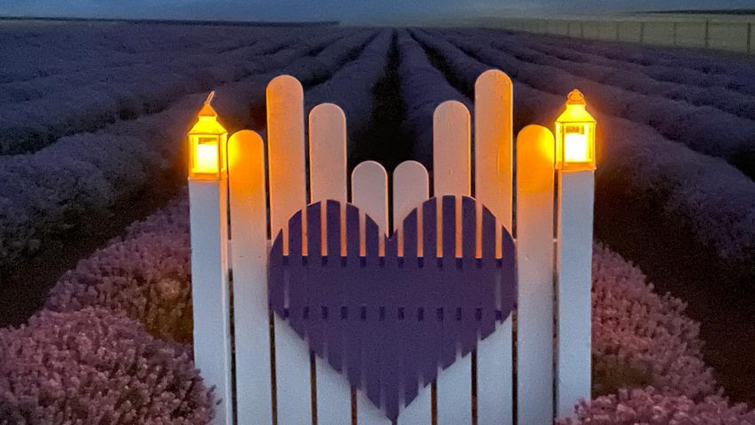Dobrogea se colorează din nou în nuanțe de mov – „Violet Dreams Lavender” – Ediția a V-a