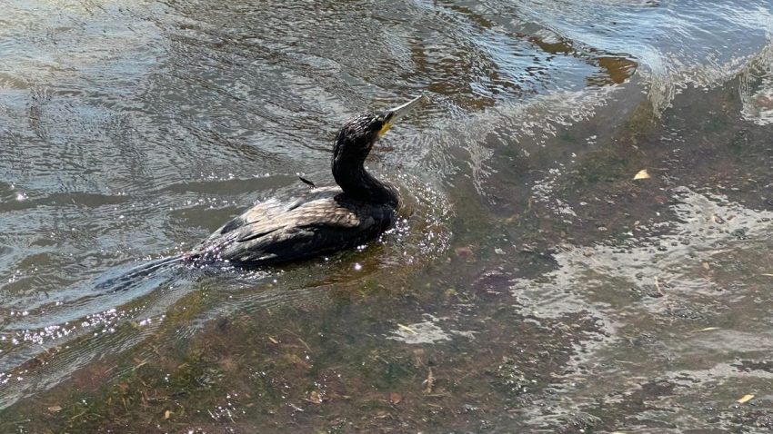 Bărbat din SULINA cercetat penal după ce a schingiuit un cormoran