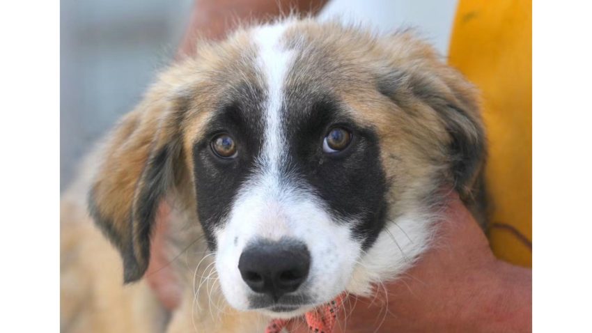 Adoptă un cățel | Un pui de doar 3 luni de la Adăpostul public pentru animale abandonate Constanța, își caută familia