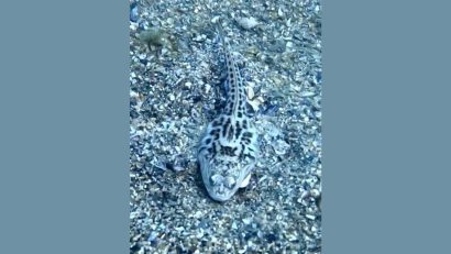 Dragonul de mare, cel mai veninos pește din Marea Neagră