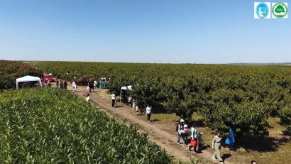 AUDIO | „Ziua Cireșelor”, sărbătorită în Valu lui Traian