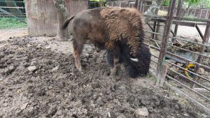 CONSTANȚA: Măsuri speciale contra caniculei la Microrezervația Complexul Muzeal de Științe ale Naturii