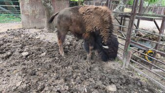 CONSTANȚA: Măsuri speciale contra caniculei la Microrezervația Complexul Muzeal de Științe ale Naturii
