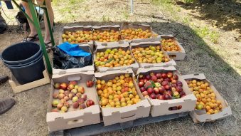 Piersicile românești au atras sute de persoane la Stațiunea de Cercetare-Dezvoltare pentru Pomicultură Valu lui Traian