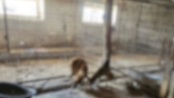 Județul CONSTANȚA: Adăpost pentru câni unde 90 de animale erau ținute în condiții improprii și cu leziuni netratate