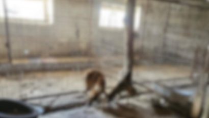 Județul CONSTANȚA: Adăpost pentru câni unde 90 de animale erau ținute în condiții improprii și cu leziuni netratate
