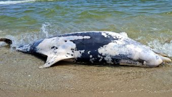 De ce eșuează marsuinii și delfinii pe litoralul românesc? 160 de mamifere descoperite de la începutul anului