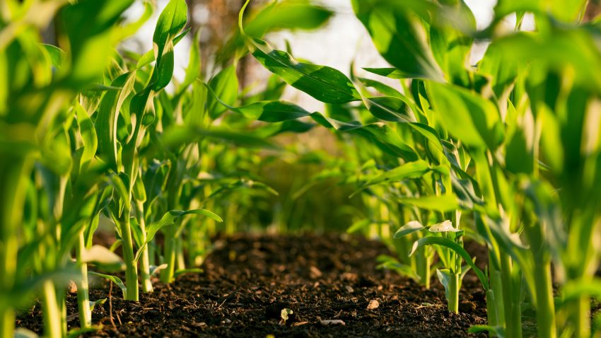 AUDIO | A crescut interesul pentru agricultura ecologică