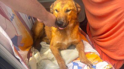 Adoptă un cățel | Lulu, un cățel de la Adăpostul Public de Animale Abandonate Constanța, și-a găsit familia și a plecat acasă