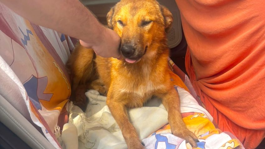 Adoptă un cățel | Lulu, un cățel de la Adăpostul Public de Animale Abandonate Constanța, și-a găsit familia și a plecat acasă