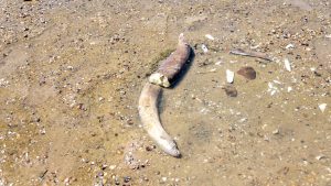 BULGARIA: Rămăşiţele unui mamut preistoric au fost descoperite în albia Dunării