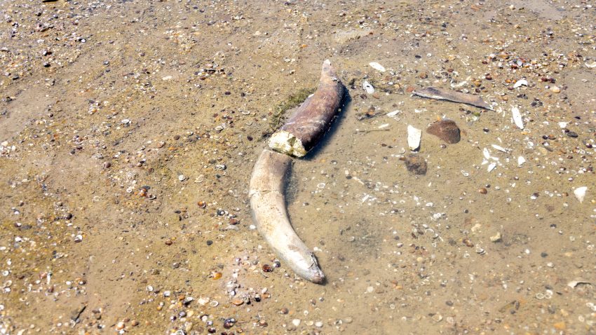 BULGARIA: Rămăşiţele unui mamut preistoric au fost descoperite în albia Dunării