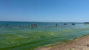 ABADL: Algele de pe litoral sunt strânse zilnic
