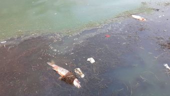 Pești morți pe Lacul Tăbăcărie