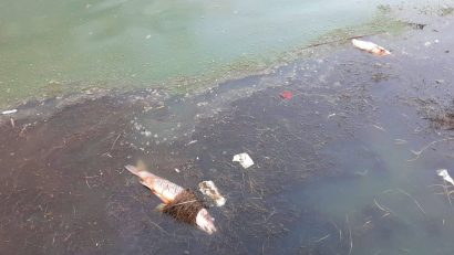 Pești morți pe Lacul Tăbăcărie