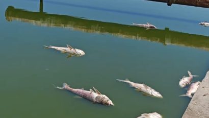 Mii de pești morți în lacul Corbu 1. Ce explicație au specialiștii