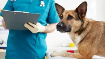 CONSTANȚA: Campanie GRATUITĂ de sterilizare pentru câinii de rasă comună cu deținători