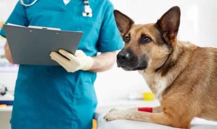CONSTANȚA: Campanie GRATUITĂ de sterilizare pentru câinii de rasă comună cu deținători