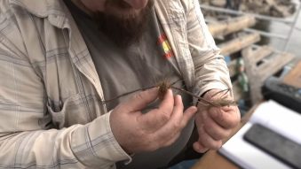 TULCEA: Abundență de creveți de apă dulce în bazinul Dunării Inferioare, constatată de cercetătorii INCDDD | VIDEO