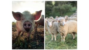 AUDIO | ANSVSA a instituit carantină la nivel național pentru a combate focarele de pestă. Care este situația în județul Constanța