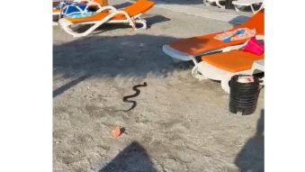 FOTO, VIDEO | VENUS: Un șarpe de 1,5 metri aflat pe o plajă din stațiune, capturat de jandarmi