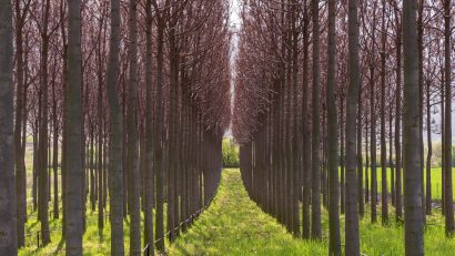AUDIO | Cât de profitabile sunt plantațiile de arbori de paulownia