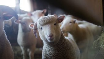 Transport ilegal de oi. Animalele aveau destinația BABADAG, județul Tulcea