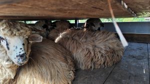TULCEA: Transporturi ilegale de animale, depistate de ANSVSA în județ
