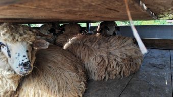TULCEA: Transporturi ilegale de animale, depistate de ANSVSA în județ