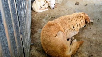 Județul TULCEA: Control la un adăpost privat destinat câinilor fără stăpân din Dăeni. Sunt suspiciuni de schingiuirea animalelor și uciderea animalelor, cu intenție, fără drept
