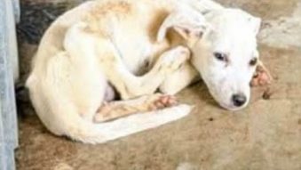 Județul TULCEA: DSVSA a suspendat activitatea adăpostului privat pentru animale din localitatea Dăeni