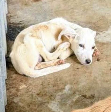 Județul TULCEA: DSVSA a suspendat activitatea adăpostului privat pentru animale din localitatea Dăeni