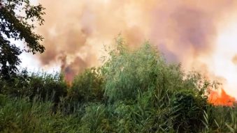 TULCEA: Incendiul din zona Chilia Veche a mistuit 1.500 de hectare de vegetație și un hectar de pădure