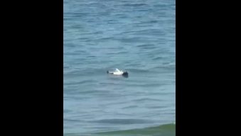 Un obiect suspect, posibil provenind de la o dronă, observat la 25 de metri de țărm, în Mamaia Nord